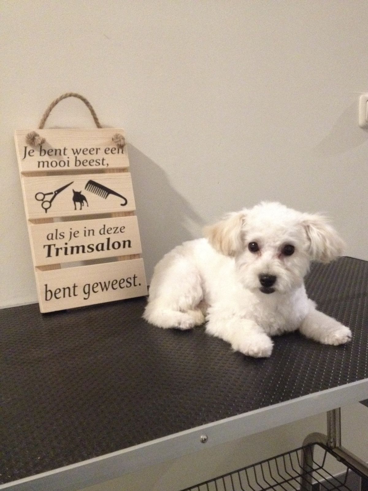 Wit hondje, net gewassen en geknipt, liggend op de trimtafel naast het houten bordje van de salon