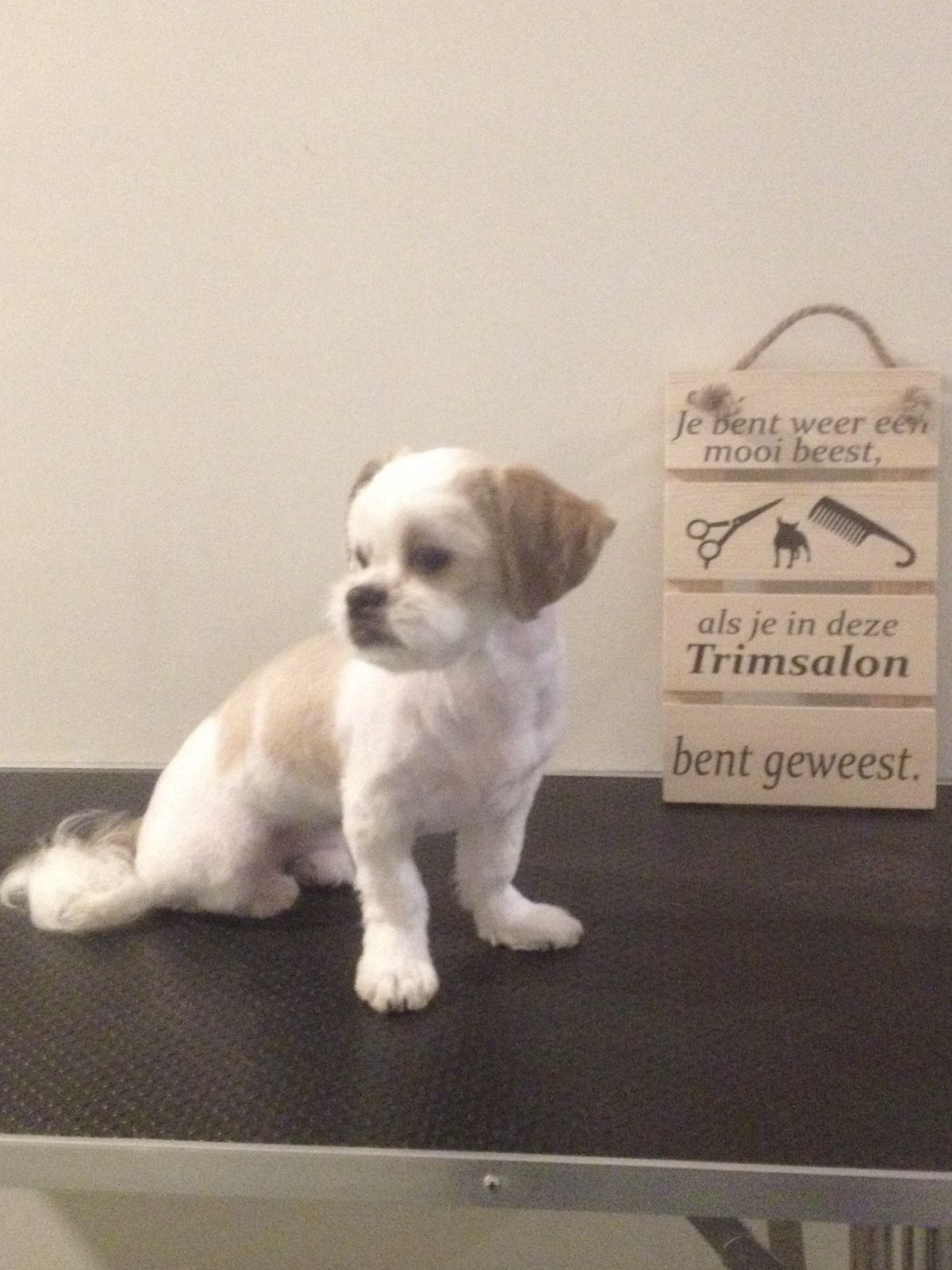 Kleine hond met een witte en lichtbruine vacht, net geknipt, naast het houten bordje op de trimtafel