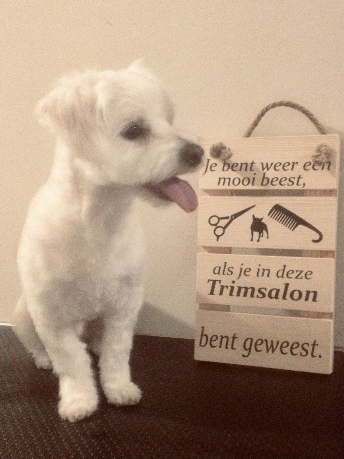 Witte hond met het tongetje uit de bek naast het houten bordje van de trimsalon