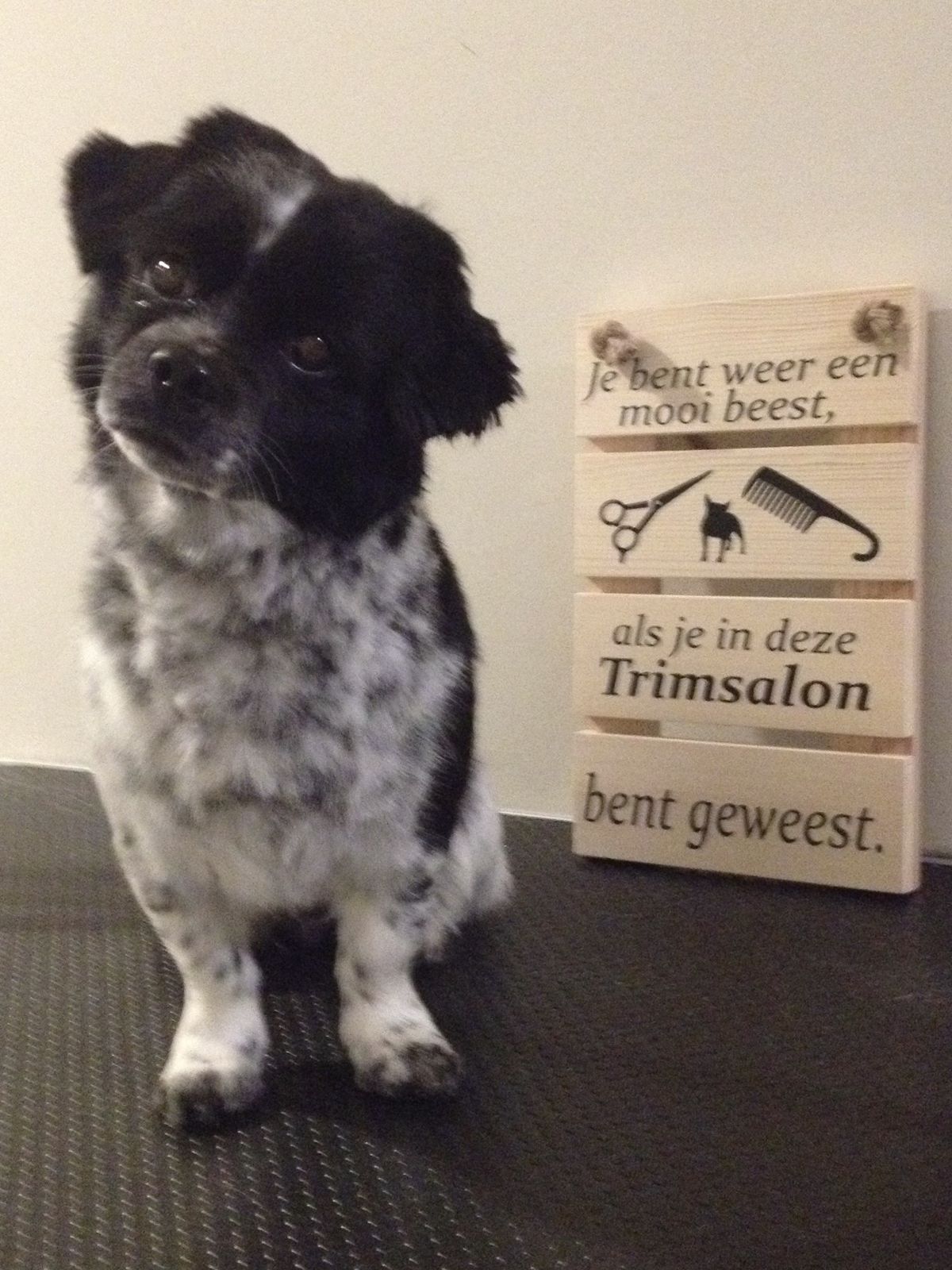 Zwart met witte hond met gespikkelde poten naast het houten bordje